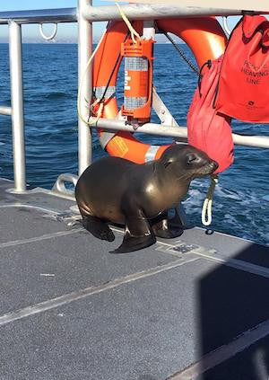 Young sea lion saved by jumping onboard US Coast Guard boat