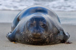 Harbor Seals chillin in Laguna Beach